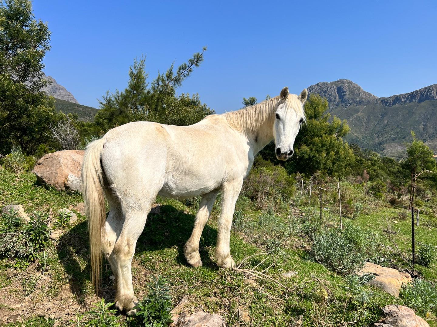 Commercial Property for Sale in Franschhoek Rural Western Cape